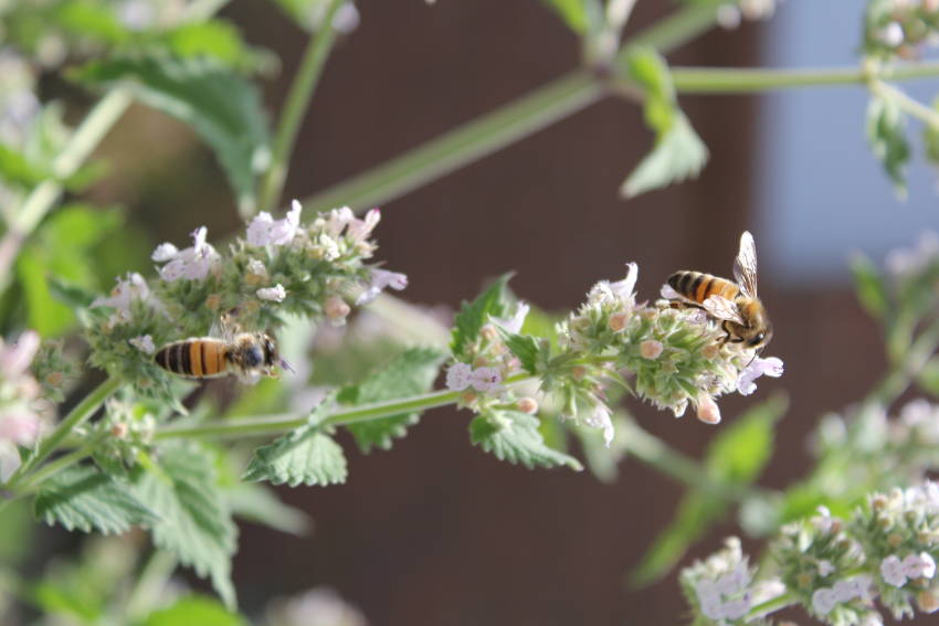 Catnip and Bees